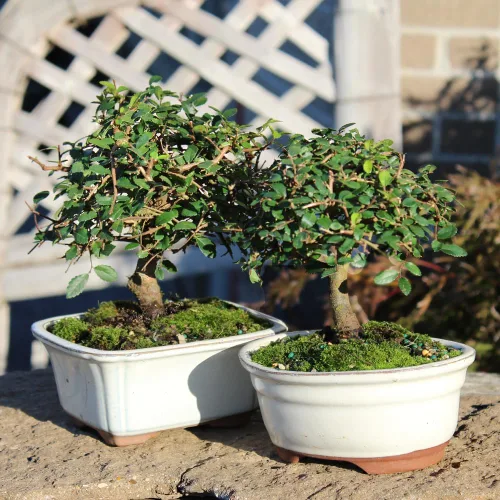 Miniatura 3 de Brussel's Bonsai Árbol bonsái de olmo chino vivo, al aire libre, paquete de 2 – pequeño, 5 años de edad, 6 a 8 pulgadas de alto – incluye macetas