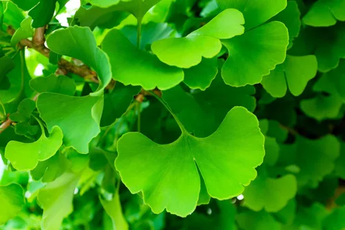 Miniatura 2 de 10 semillas de hierba de fruta de naranja de otoño de Ginkgo BILOBA árbol de culantrillo amarillo