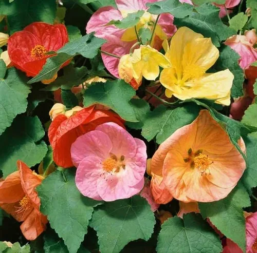 Hermosas plantas con flores, colores mezclados de Abutilon, planta de inicio de arce floreciente