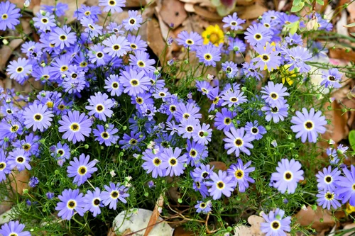 Miniatura 3 de 200 semillas de flores de Iberidifolia Brachyscome Iberidifolia mezcla púrpura