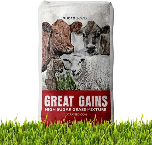 Outsidepride Semillas Great Gains - Semillas perennes, tolerantes a la sequía y al frío, semillas de pasto para plantar hojas de hierba con alto