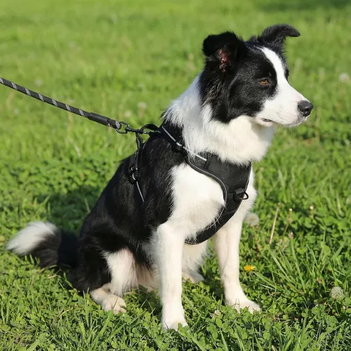 Miniatura 6 de Amazon Basics Arnés para perro sin tirones, chaleco acolchado suave ajustable con rayas reflectantes, pequeño, negro