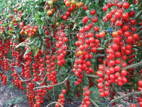 Vegetal indeterminado no transgénico de tomate rojo de vid para plantar