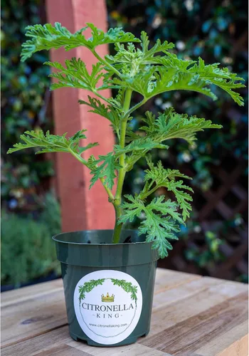 Miniatura 3 de 1 planta de citronela, planta repelente de mosquitos, prosperando en una maceta de vivero de 4