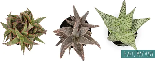 Miniatura 10 de Plantas suculentas de aloe vivo (paquete de 3), plantas suculentas viven en tierra para macetas, plantas suculentas en maceta, plantas vivas de Negro