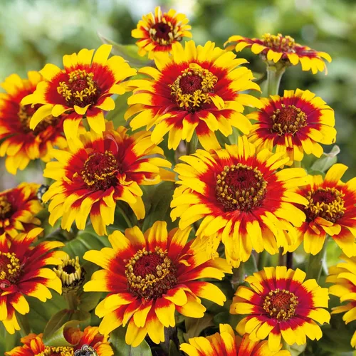 Miniatura 20 de Eden Brothers - Semillas de zinnia, cactus con flores, sin OMG, plantar en primavera, paquete, flores de bajo mantenimiento, zonas 3, 4, 5, 6, 7, 8