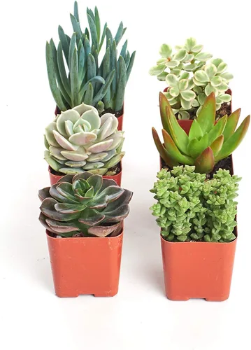 Shop Succulents Colección Can't Touch This | Surtido de plantas suculentas y cactus de interior seleccionadas a mano, totalmente arraigadas, paquete