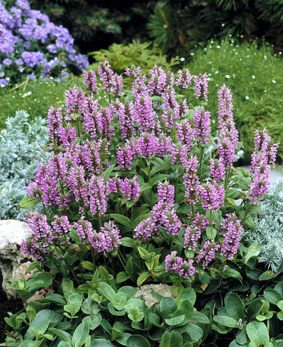 Miniatura 2 de 25 Seeds - Semillas de menta - 'Pink Cat' - Nepeta nervosa - Compacto, tolerante al calor, perenne