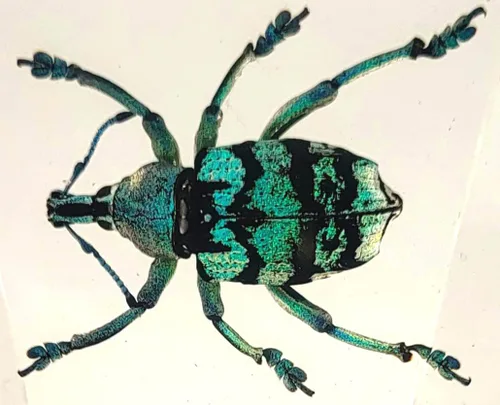 Miniatura 18 de 44mm Hormiga gigante tropical real en resina de lucita transparente cristalina, espécimen preservado Pseudoneoponera Rufipes, taxidermia