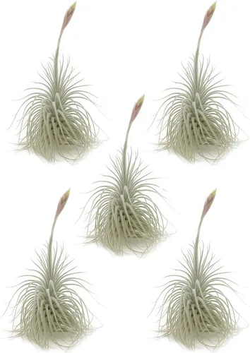 Miniatura 18 de ragnaroc Air Plants - Tillandsia Caput Medusae Floreciente, Grande 5-7" - 1ct - Llegada Viva Garantizada - Plantas de Casa para Decoración del Hogar