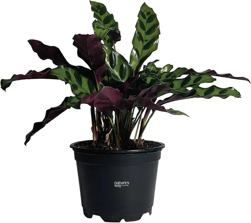 Nature's Way Farms Calathea Serpiente de cascabel, planta de interior viva, planta de oración de hoja larga, planta tropical, segura para mascotas