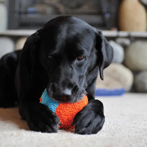Miniatura 3 de Chuckit! Coctelera de caza interior para perros, juguetes interactivos para perros para aburrimiento, 7.75 pulgadas, naranja y azul Coctelera