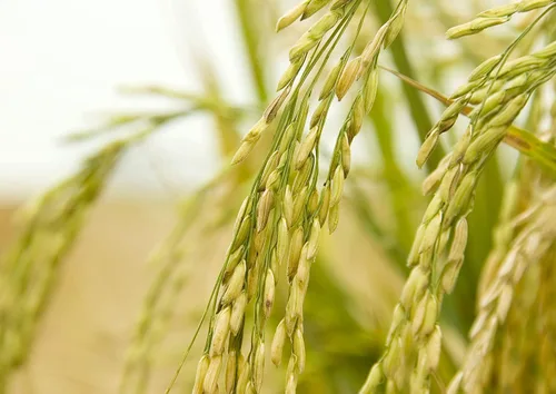 Miniatura 7 de Arroz integral de jazmín, 1 libra, arroz tailandés de grano entero y de grano largo, vegano, kosher, a granel. Más alto en fibra que el arroz jazmín