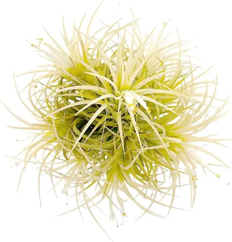 Miniatura 14 de ragnaroc Plantas de aire – Druida Tillandsia Ionantha, Regular 2-3 pulgadas – 3 ct – Llegada viva garantizada – Plantas de interior para decoración