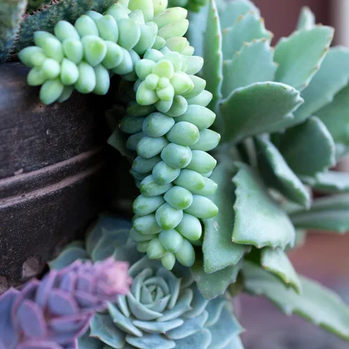 Miniatura 6 de Plants for Pets - Sedum Burrito de 6", plantas suculentas cola de burro, plantas suculentas Sedum vivas, plantas suculentas para el hogar, plantas