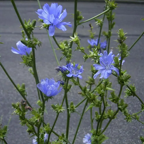 Miniatura 2 de Achicoria (Cichorium intybus) - Paquete de 50 Semillas