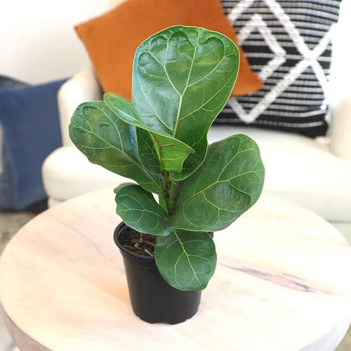 Miniatura 7 de Plantas for Pets - Higuera de hoja de violín (paquete de 4), paquete de plantas Ficus Lyrata, entrega de plantas vivas de Ficus, decoración popular