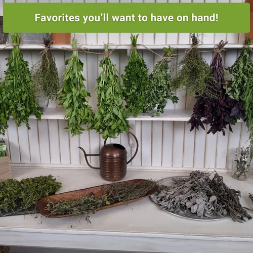 Miniatura 5 de Sow Right Seeds - Colección de semillas de jardín de hierbas perennes - menta, lavanda, salvia, cebollino común, bálsamo de limón, cebollino de ajo