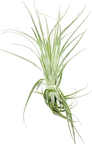 Planta aérea viva - Tillandsia Gardneri 5-7" - ragnaroc Planta tropical de interior rara para coleccionistas - Llegada viva garantizada - Plantas de