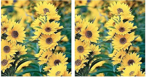 Miniatura 8 de Maximilian Semillas de girasol - Atrae abejas y mariposas - Girasol perenne nativo de América del Norte, aproximadamente 600 semillas