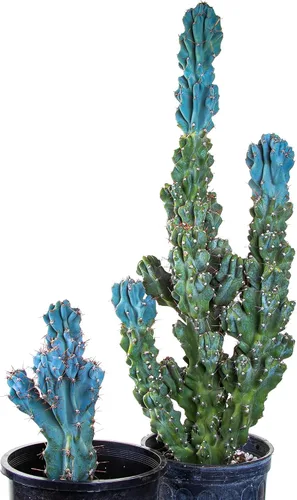 Miniatura 2 de Cactus Outlet - Curiosity - Plantas de cactus vivas, plantas vivas para uso en interiores y exteriores, cactus vivos, 12 a 18 pulgadas, cactus vivos