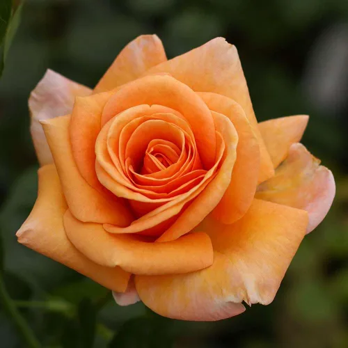 Heirloom Roses Rosa de té híbrida - Planta de rosa fragante naranja Beautiful Day™
