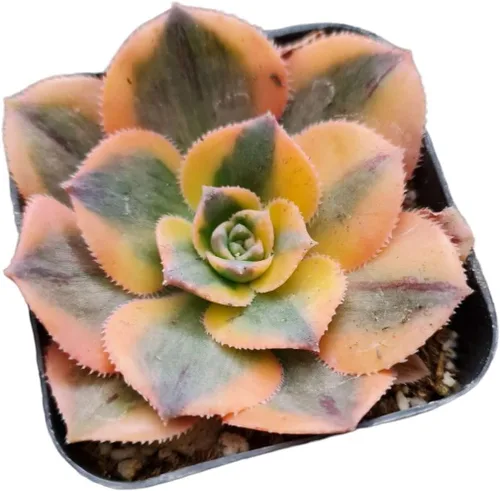 Miniatura 4 de Plantas de cactus suculentas vivas de USKC (maceta de 2 pulgadas) (Adromischus Maculatus)