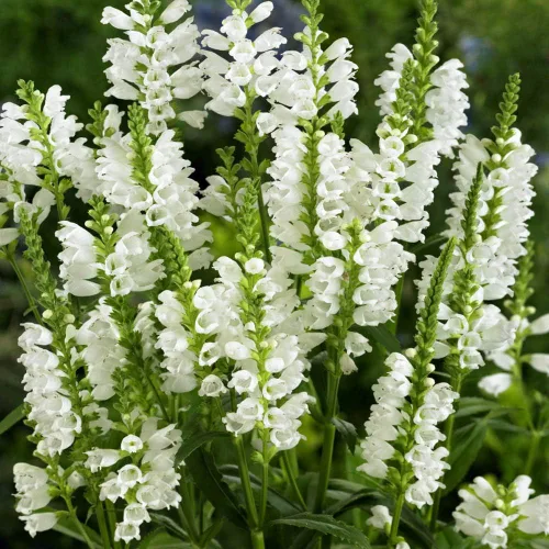 Miniatura 8 de Outsidepride Semillas de plantas obedientes – 1000 unidades. Semillas perennes, de bajo mantenimiento y fáciles de cultivar, semillas de flores