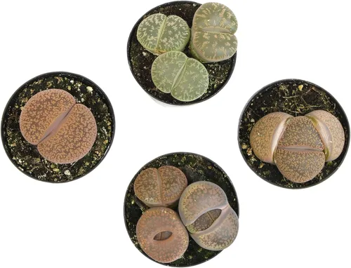Altman Plants Plantas suculentas gigantes (4 unidades) XL Lithops Plantas vivas y suculentas reales, plantas seguras para mascotas y plantas