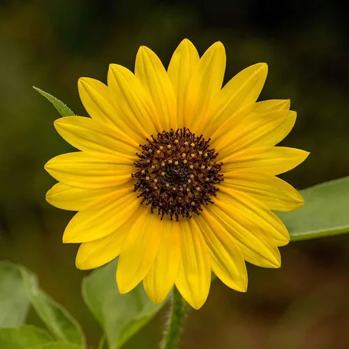 Miniatura 20 de Eden Brothers Semillas de girasol - Autumn Beauty