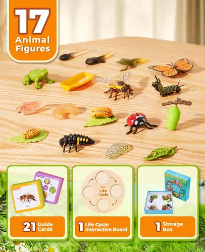 Miniatura 2 de JoyCat Juguetes Educativos de Aprendizaje del Ciclo de Vida, Kit de Oruga de Insecto a Mariposa, Mariquita, Abeja, Kit de Renacuajo a Rana, Juguetes