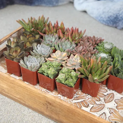 Miniatura 8 de Altman Plants - Plantas suculentas vivas (paquete de 20 unidades), plantas suculentas surtidas en macetas, plantas vivas para el hogar en mezcla