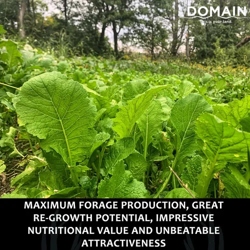 Miniatura 4 de Domain Outdoor Bombshell - Semilla de parcela de alimentos para ciervos, 1/2 acre, diseñada para manejar las condiciones más duras, establecimiento