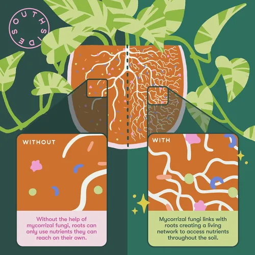 Miniatura 4 de Alimento para plantas frondosas con hongos micorrízicos - Uso durante todo el año - Produce 200 litros de fertilizante suave para plantas