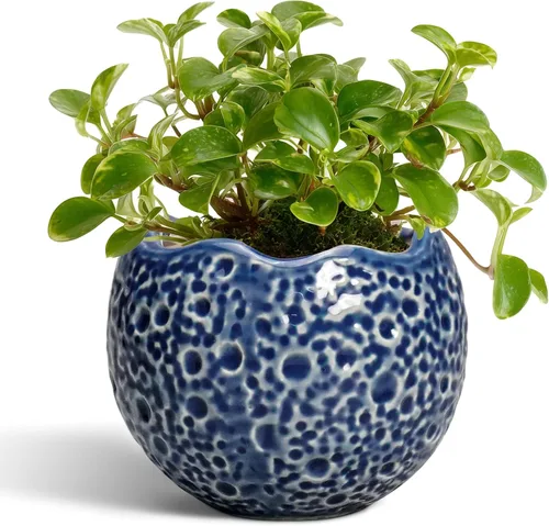 Miniatura 37 de Macetas de Cerámica Thirtypot - Maceta de 4 Pulgadas con Agujero de Drenaje, Macetas Pequeñas para Plantas de Interior y Exterior, Maceta Redonda