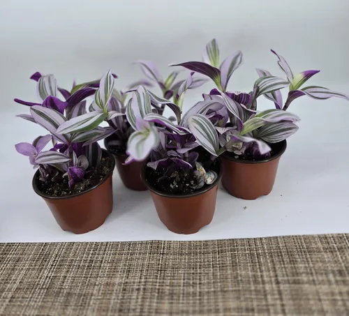 Miniatura 6 de Judío errante Juego de 2 Pink Tradescantia Nanouk Plantas vivas enraizadas en macetas de 4 pulgadas