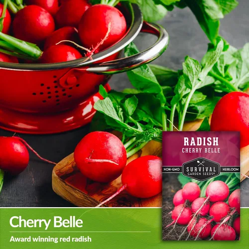 Miniatura 5 de Survival Garden Seeds - Semilla de rábano Cherry Belle para plantar - Paquete con instrucciones para plantar y cultivar deliciosos rábanos rojos
