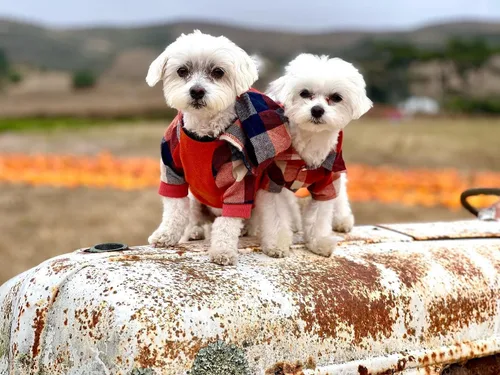 Miniatura 3 de Fitwarm - Chaleco de algodón para perros y gatos, diseño a cuadros con capucha (naranja, XS)