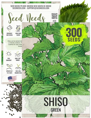 Seed Needs Green Shiso Seeds to Plant Heirloom Perilla No GMO 1 Pack