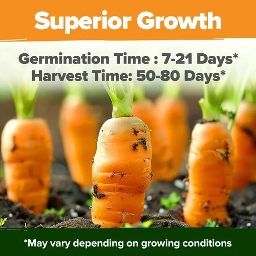 Miniatura 5 de HOME GROWN Semillas de zanahoria arcoíris 10 variadas 3350+ semillas tradicionales sin OMG para plantar, alta germinación, verduras de raíz gourmet