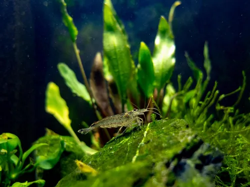 Swimming Creatures™ 10 Camarones Amano Premium de Alta Calidad Caridina para Acuario de Agua Dulce Vivos