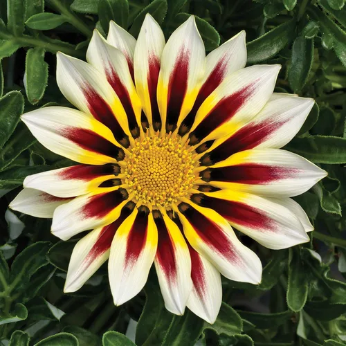 Miniatura 7 de Outsidepride Kiss White Frosty Flame Gazania Semillas para plantar, 25 piezas de semillas perennes, de bajo mantenimiento, tolerantes a la sequía