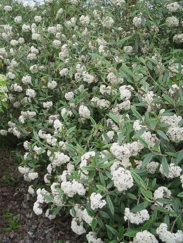 Paquete de cuatro Pragense Viburnum - Seto de privacidad de hoja perenne - 4 plantas vivas enviadas de 1 a 2 pies de alto por DAS Farms (No