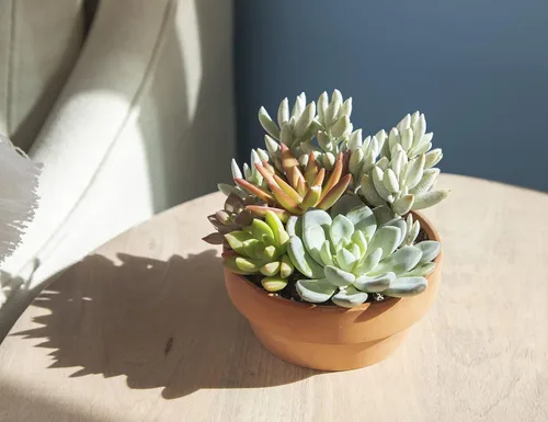 Miniatura 4 de Plants for Pets - Surtido de suculentas vivas en maceta de arcilla, jardinera para suculentas de jardín, regalos únicos de jardinería para amantes