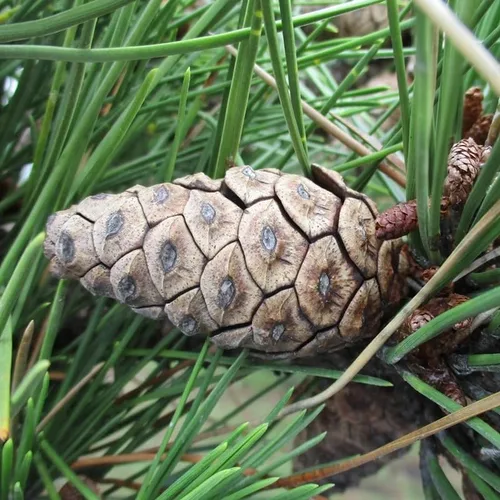 Miniatura 4 de Pinus thunbergii (semillas de pino negro japonés, forma atractiva y características únicas, semillas de MySeeds.Co, elige la cantidad (1 oz)