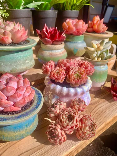 Miniatura 3 de Echeveria Ben Badis - Plantas suculentas vivas raras, planta viva roja de 4 a 5 cabezas de 3 pulgadas, paquete sin maceta y tierra, escritorio