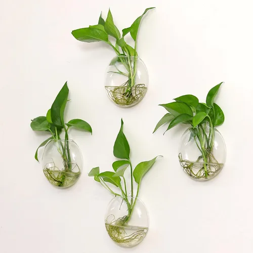 Miniatura 4 de Kingbuy Estación de Propagación de Plantas Colgante de Vidrio para Pared - Paquete de 2 Jarrones de Globo Oblato Montados en la Pared para Plantas