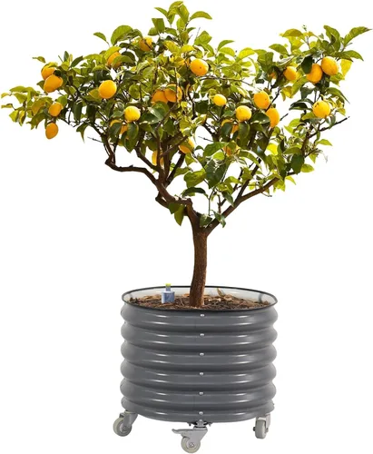 Maceta de metal rodante para árboles cítricos Gen 2, maceta redonda grande con riego automático para cultivar árboles, tomates, plantas y flores al