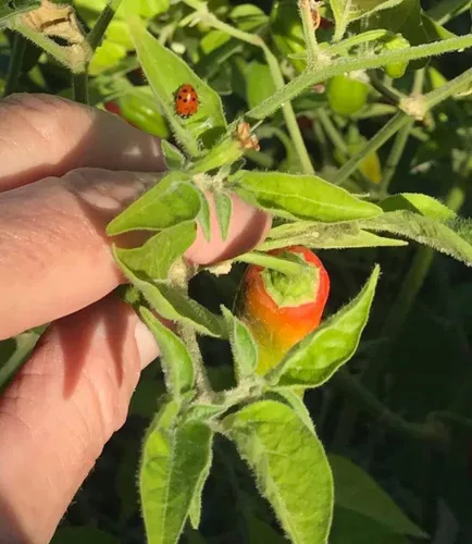 Miniatura 4 de Semillas de pimienta Aji Amarillo Heirloom - 10 semillas - Sin OMG - Variedad popular peruana