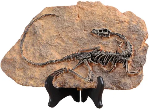 XINDAM Modelo de estatua de fósil de dinosaurio de resina, esqueleto simulado para exhibición en hogar y oficina, caja decorativa de manualidades